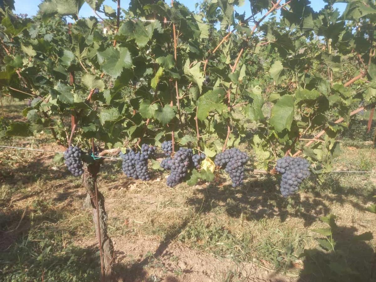 Agriturismo Fioralba Polpenazze del Garda Eksteriør billede