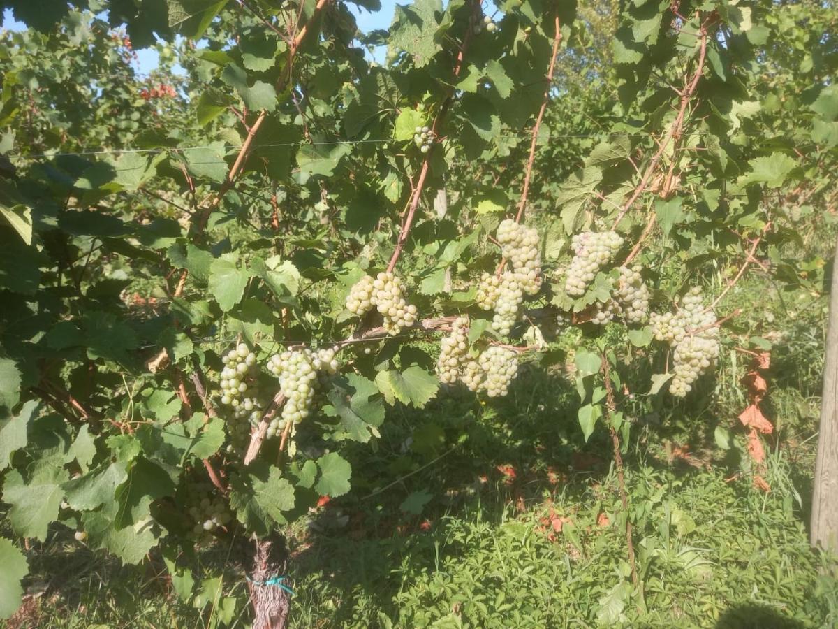Agriturismo Fioralba Polpenazze del Garda Eksteriør billede